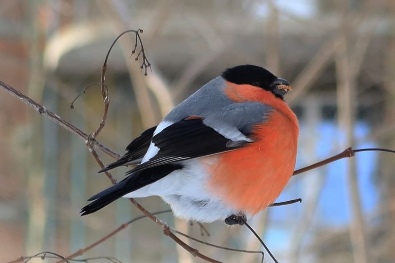 Снегирь фото превью