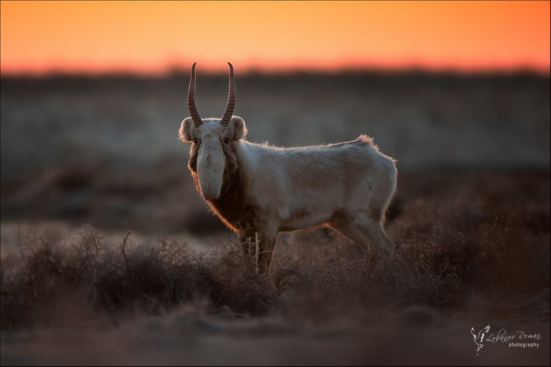 * * * фото превью