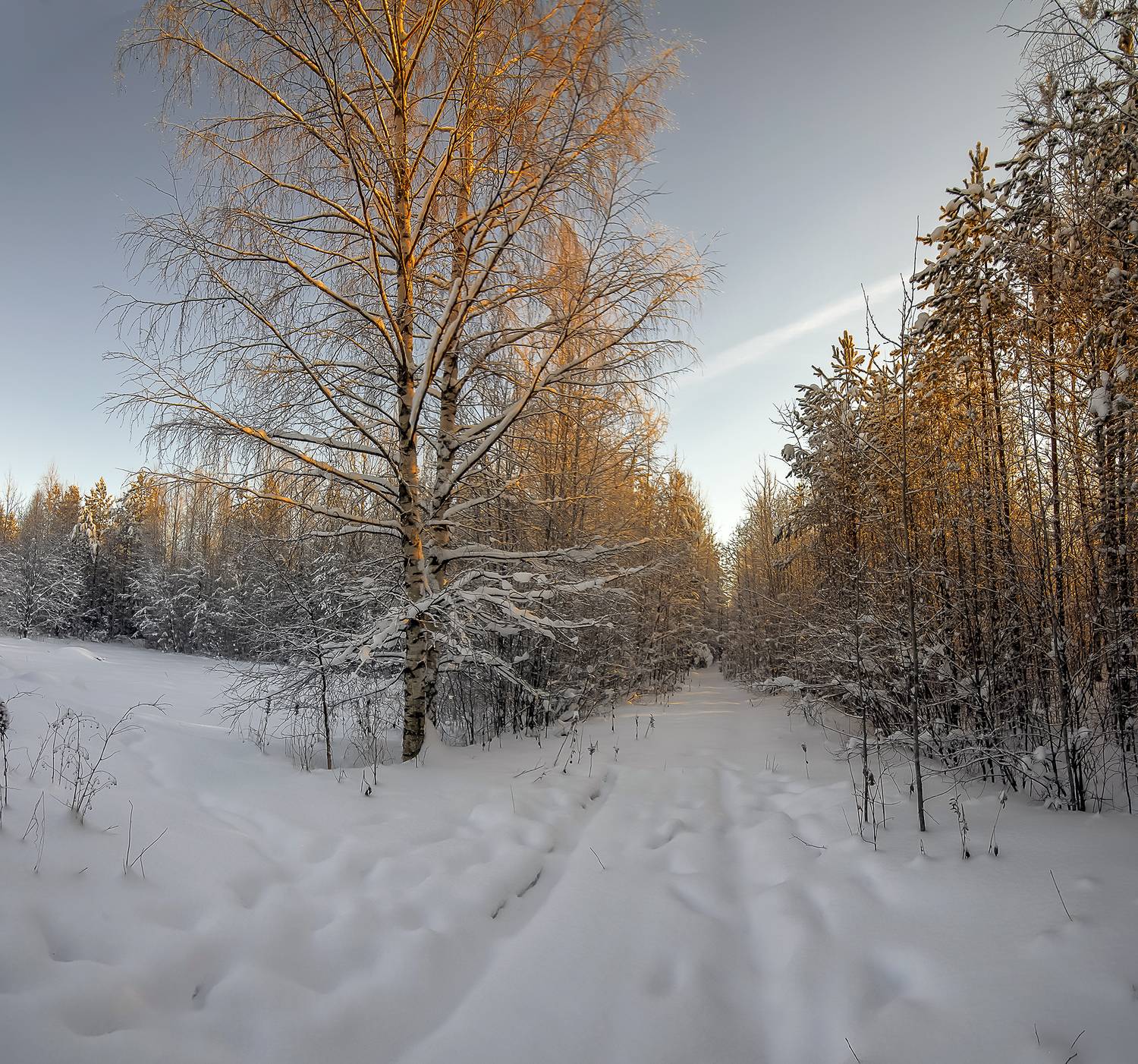 лес, закат, берёза, следы, холод., Анкудинов Леонид
