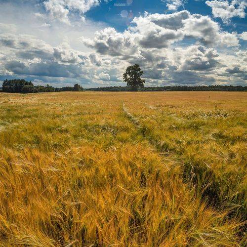 Осенняя пора