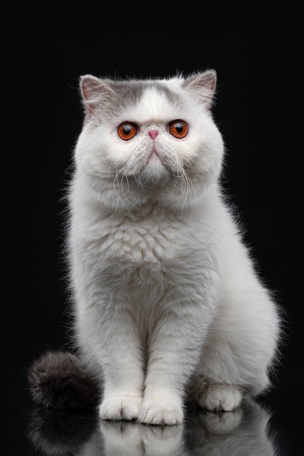 кот, экзот, взгляд, глаза, Дёгтев Евгений