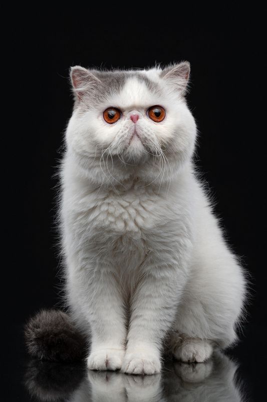 кот, экзот, взгляд, глаза *** фото превью