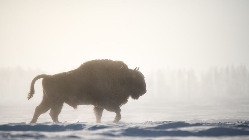 Европейский зубр, Bison bonasus, Январь 2024 фото превью