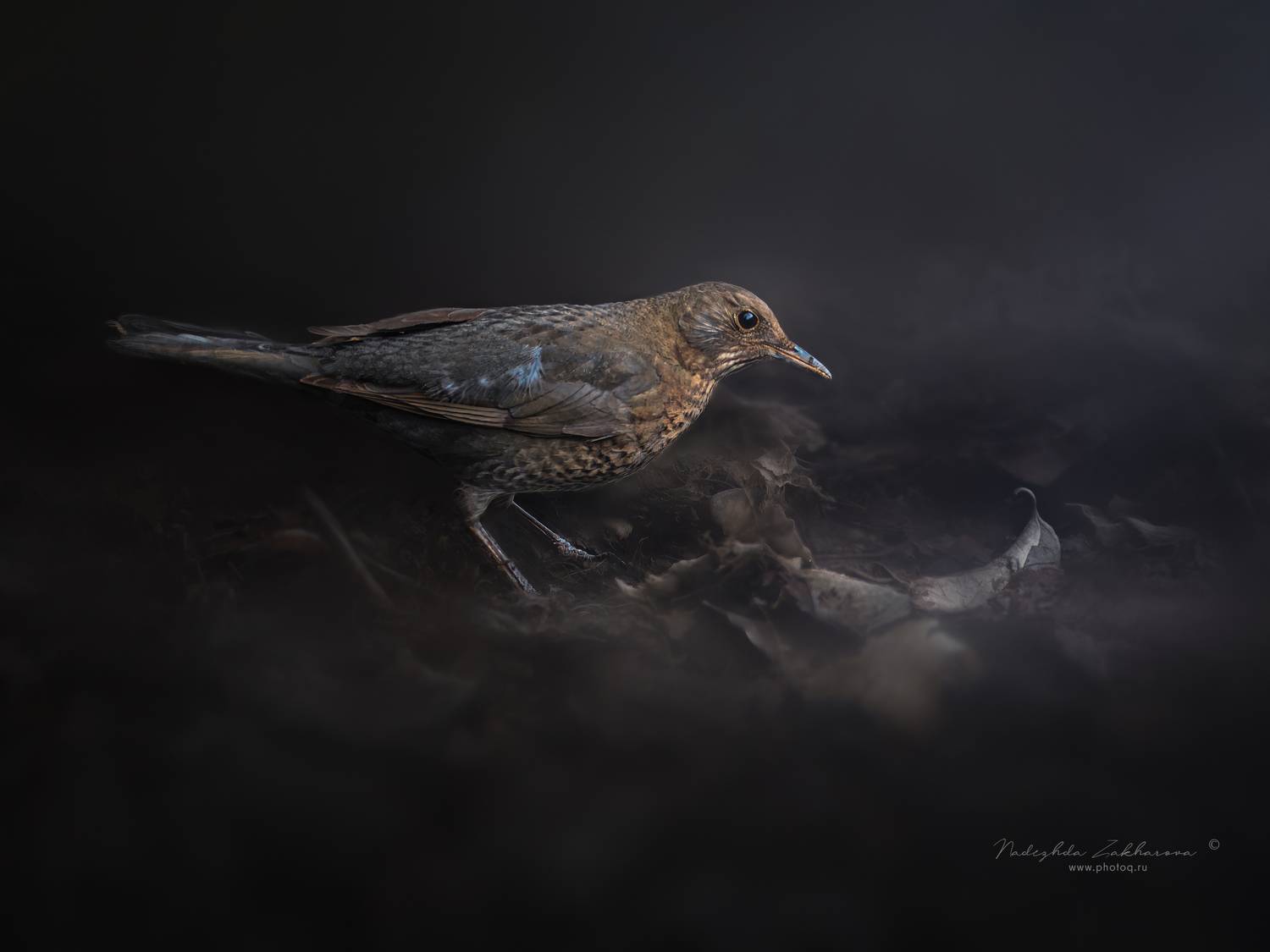 , Захарова Надежда