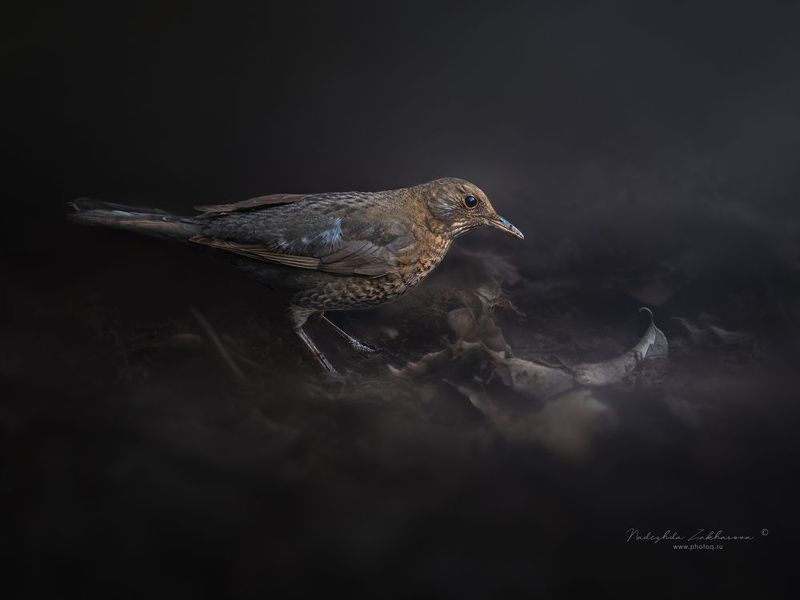 Самочка Черного Дрозда фото превью