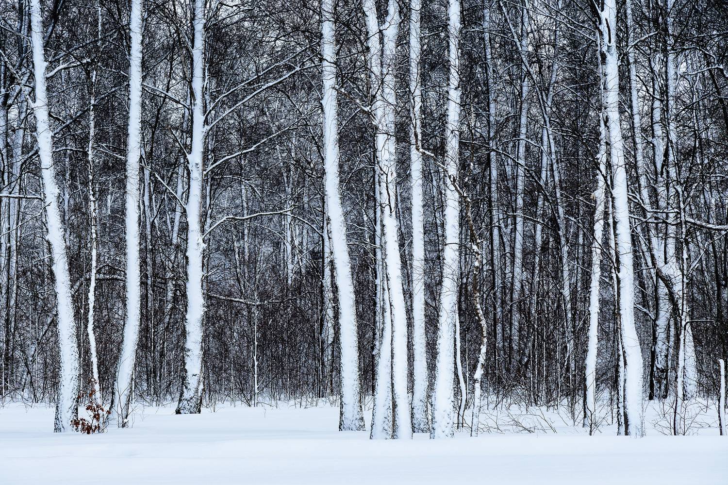 , Загруев Михаил
