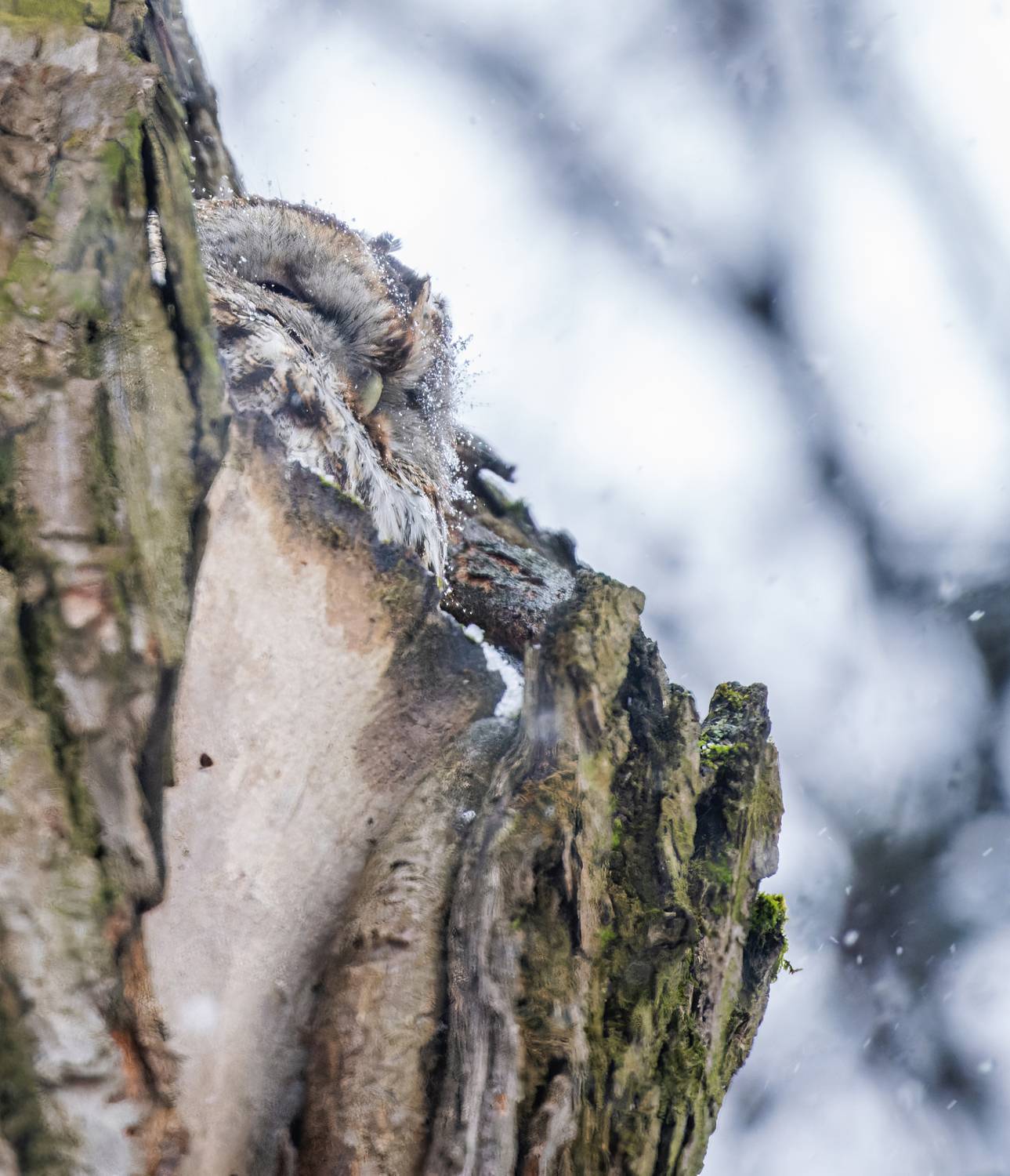 , Дэм Константин