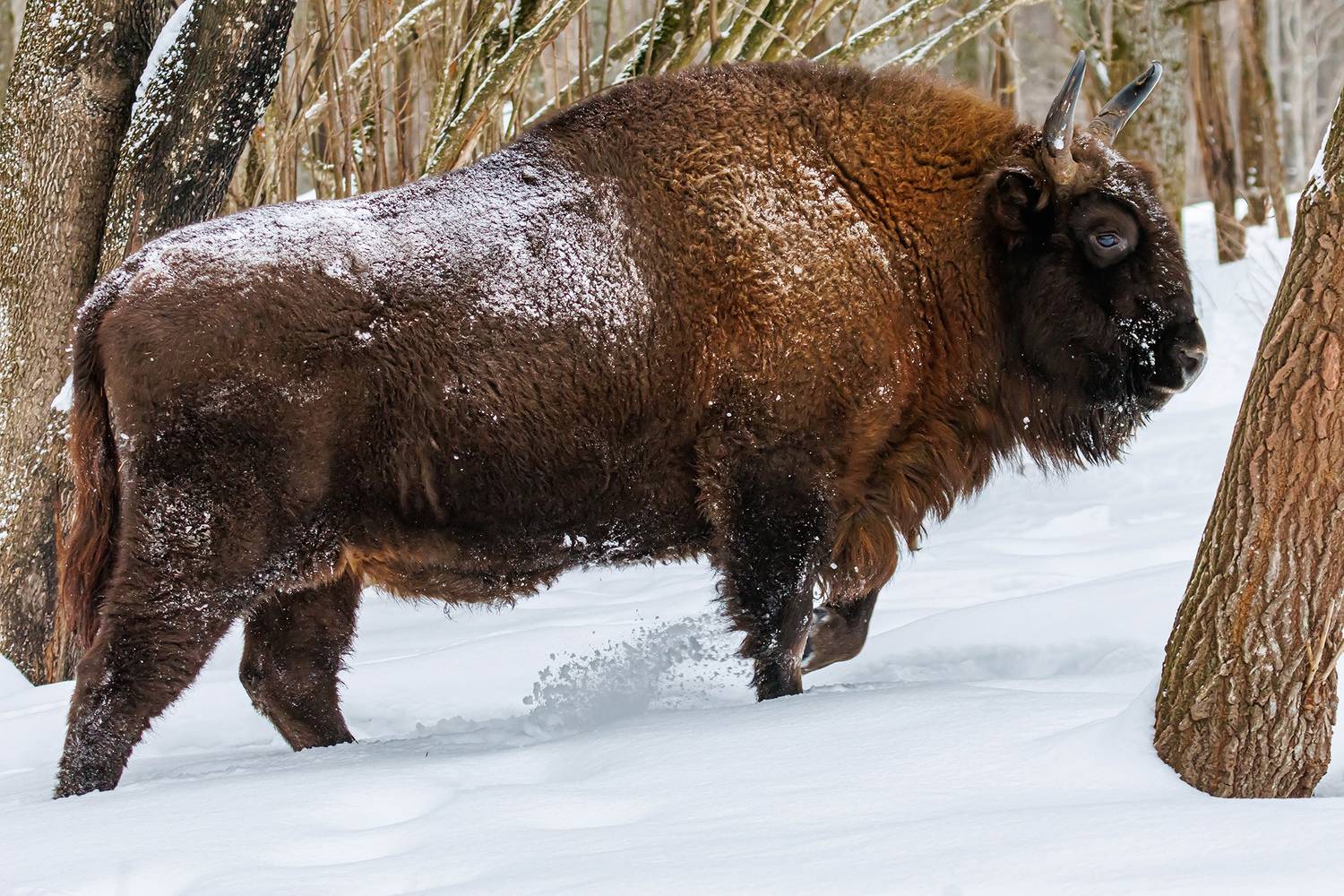 , Волынский Виктор