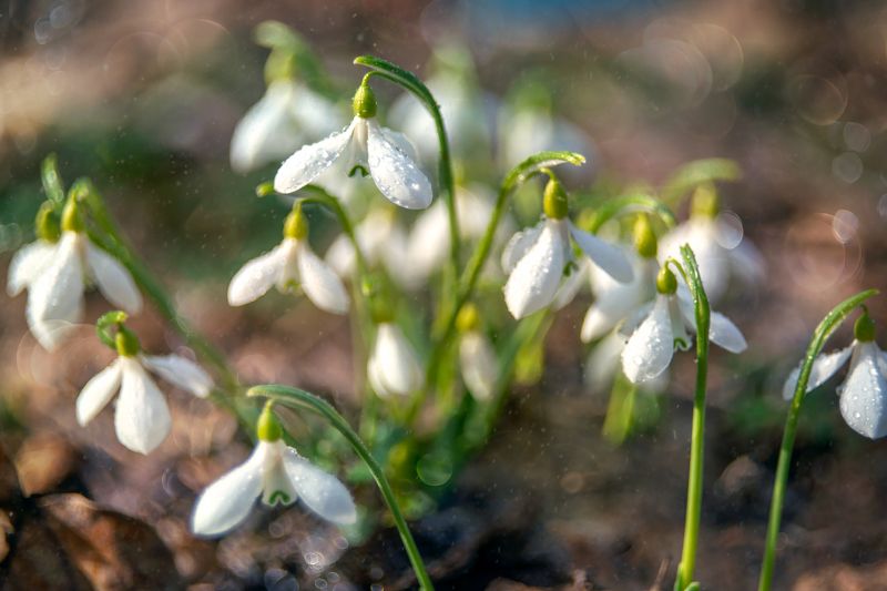 Февральская оттепель фото превью