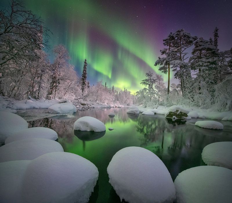 Зимний лес. фото превью