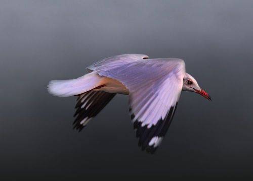 Brown Headed Gull