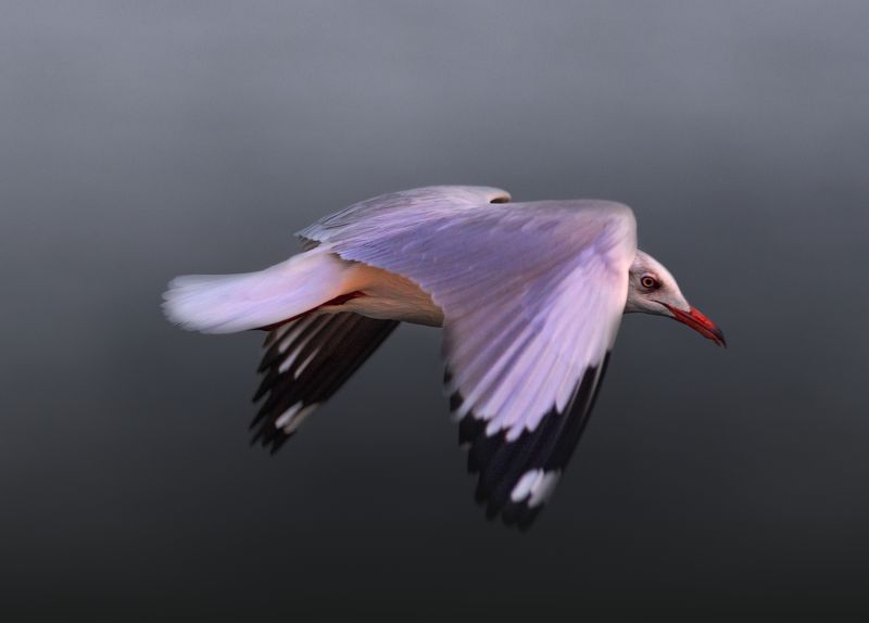 closeup, bird, birds, wild, wings, beauty, nature, swan, feather, spread, little sparrow,animal,animals,nikon,tailorbird,portrait,eyes,eagle,kite,flying,sky,prey Brown Headed Gull фото превью