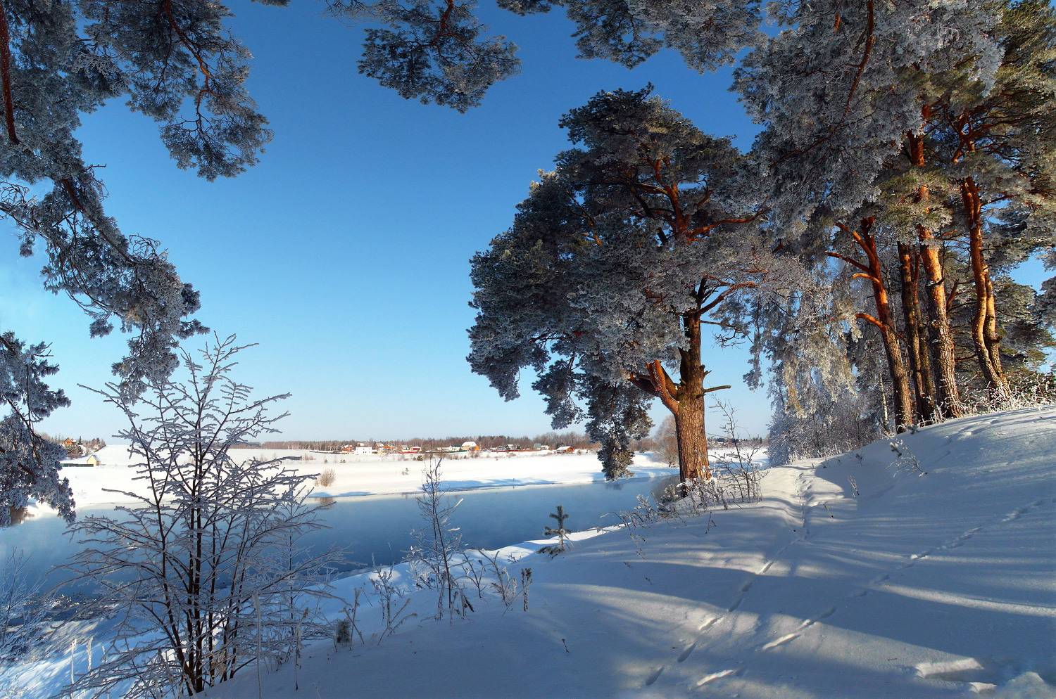 низкий свет,зима,сосны., sasha yudin