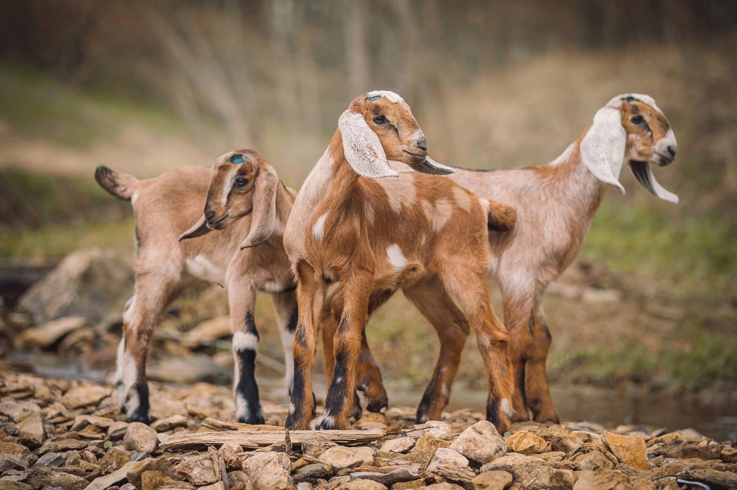 , Елена Раздвилова