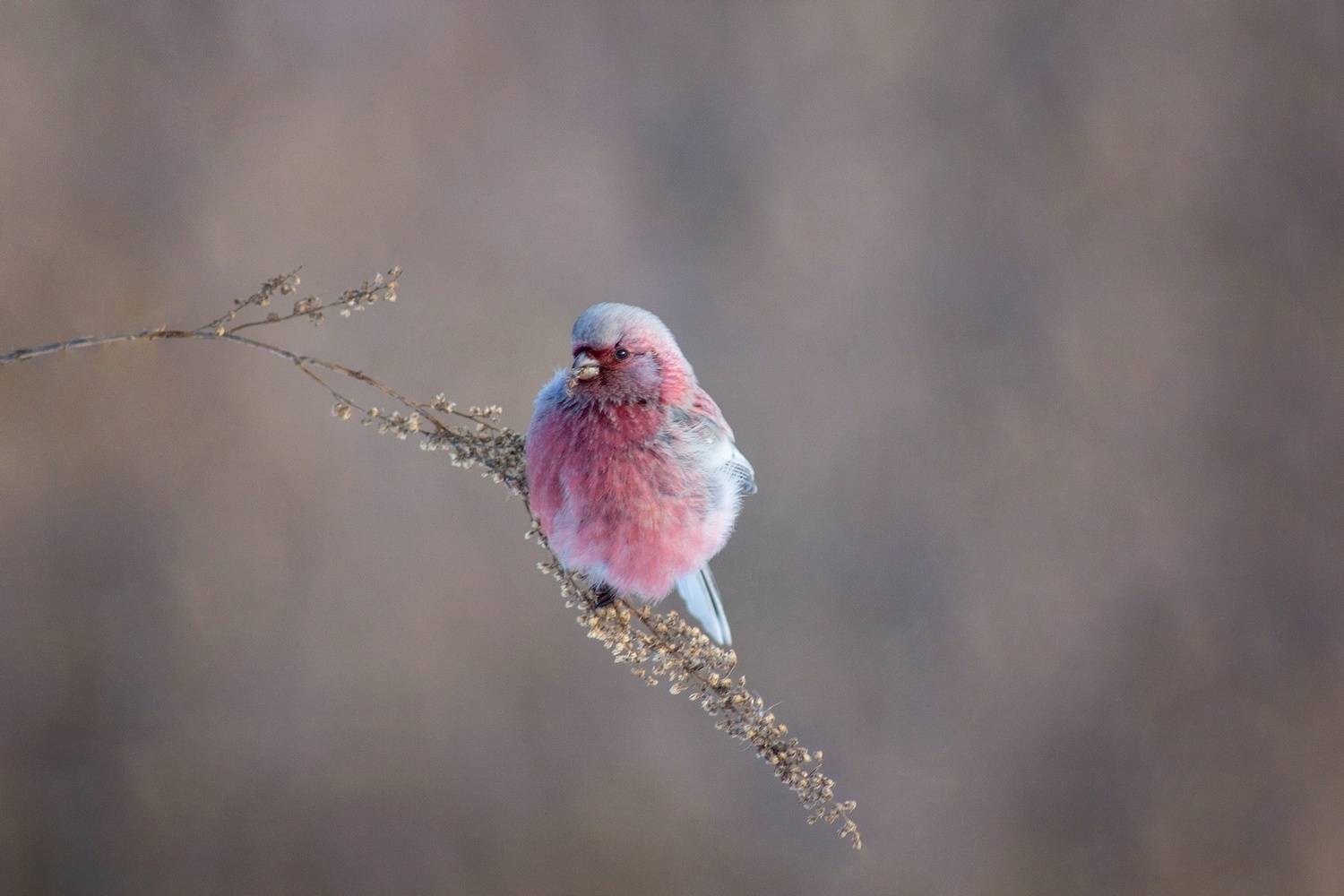 урагус, Александр Канцур