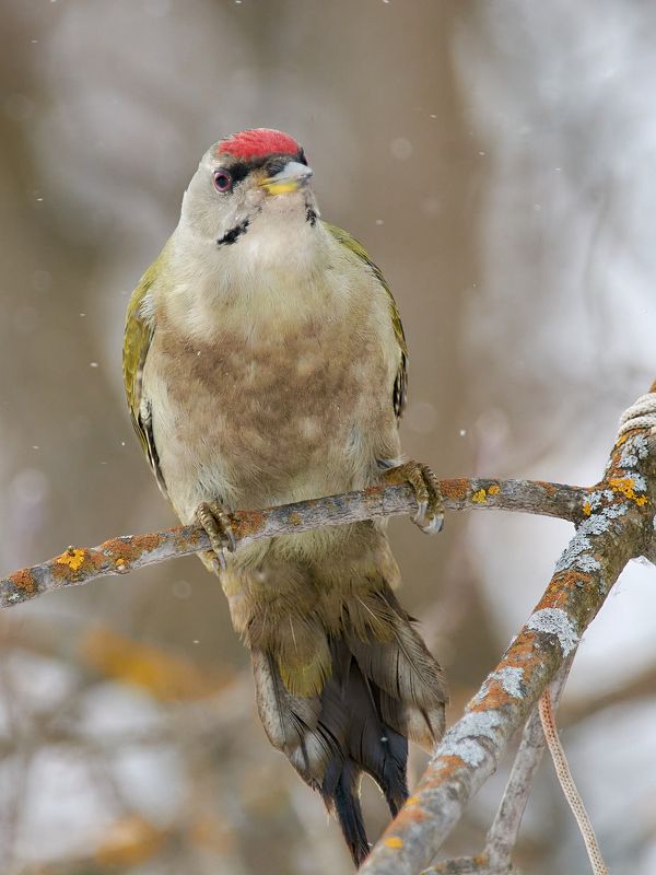 птицы, седой дятел Зима. Холода. фото превью