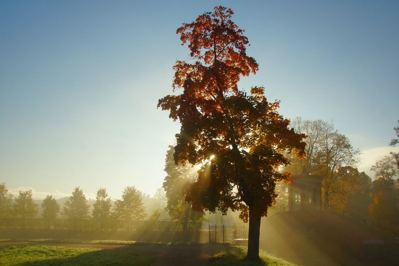 Sunny morning фото превью