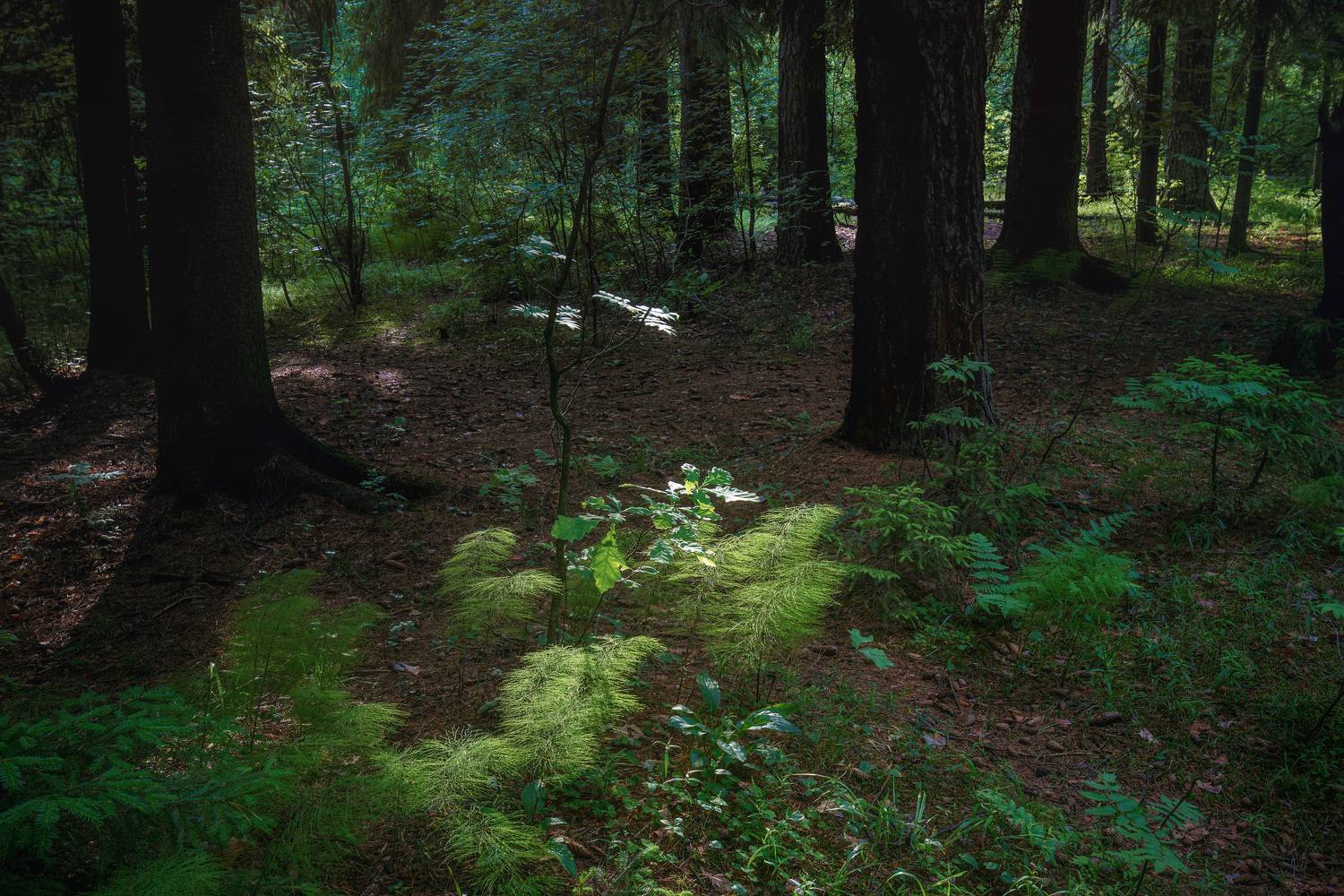 лес, деревья, листва, лето, Валерий Вождаев