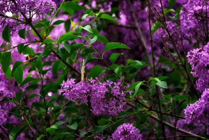 Куст сирени фото превью