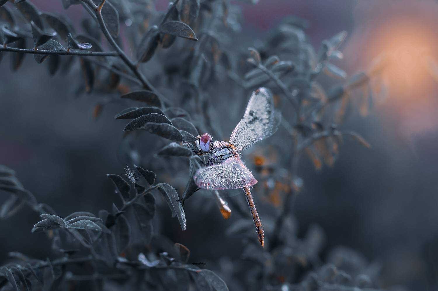 , Julia Khvorostyanaya