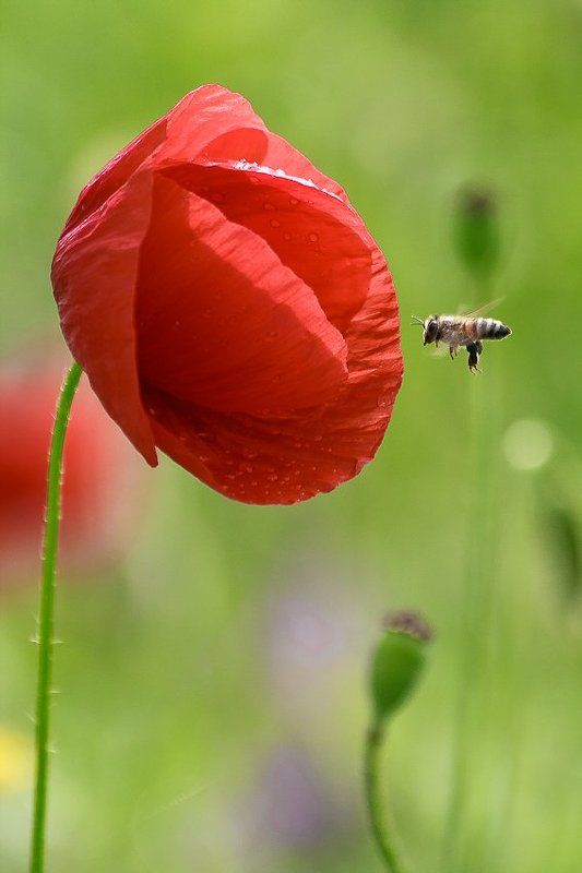 The red gate фото превью
