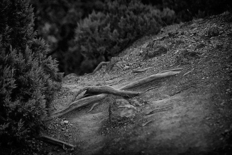 горы, сучки, ветки, корни, листья, камни Природные миниатюры фото превью