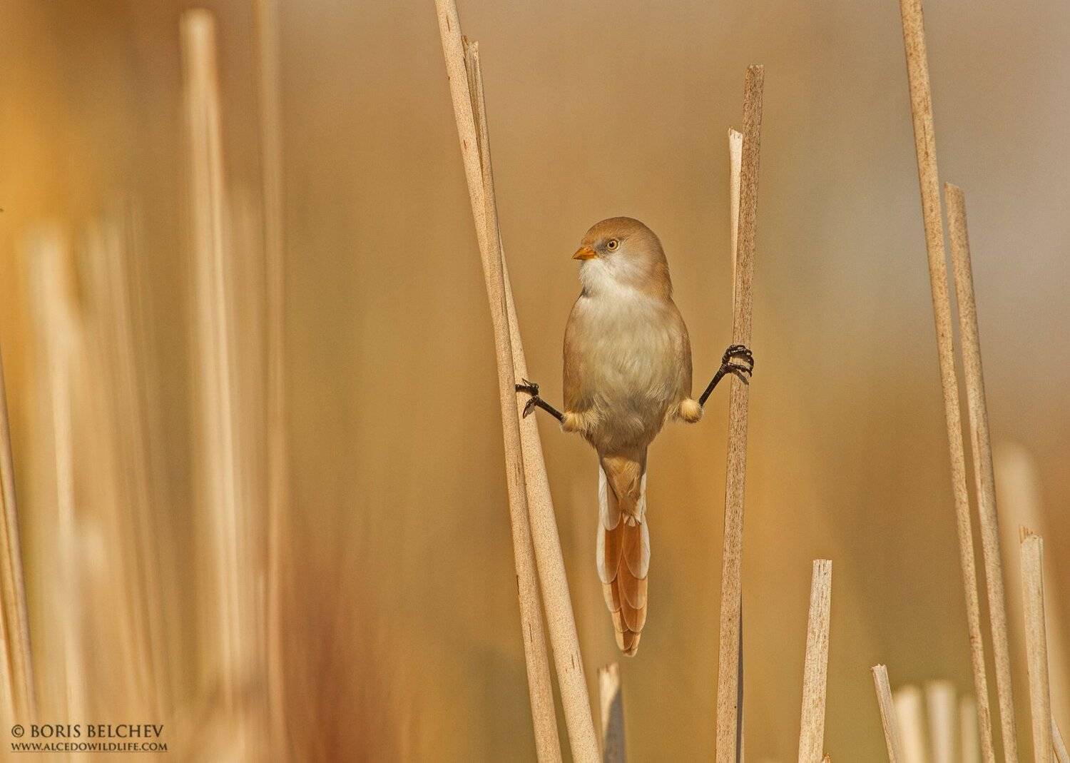 , Борис Белчев