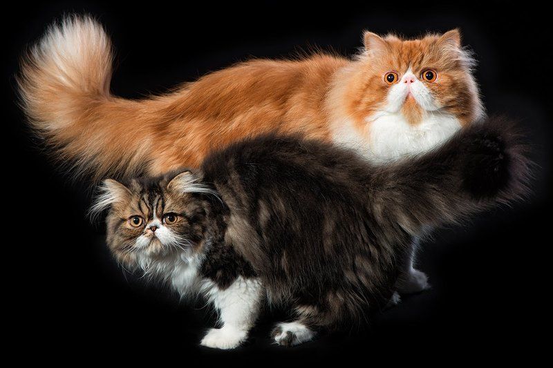 Инь и Янь в кошачьем исполнении фото превью
