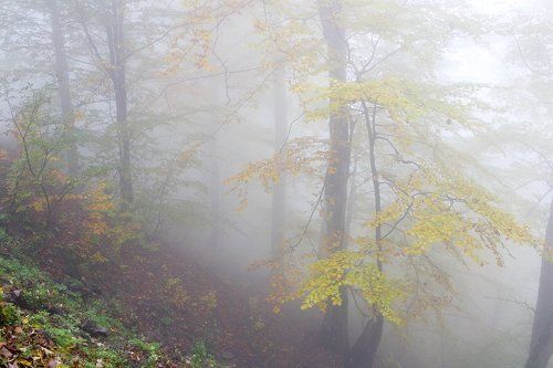 Осінні тумани