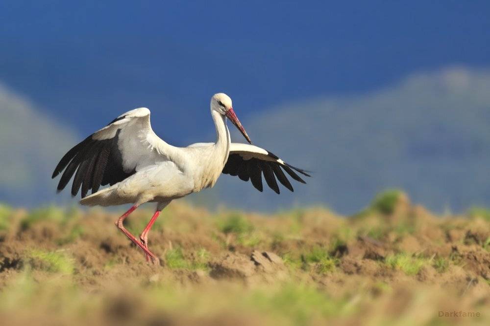 , Георги Славов