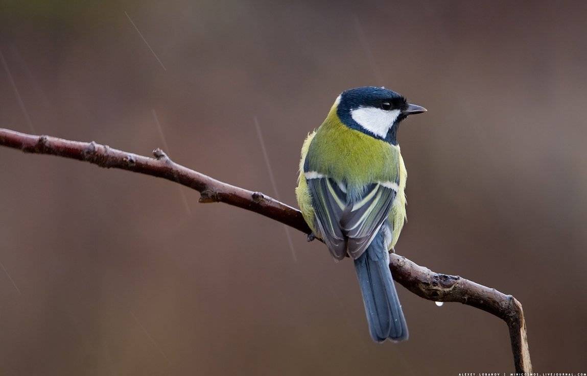 Большая синица, Алексей Лобанов
