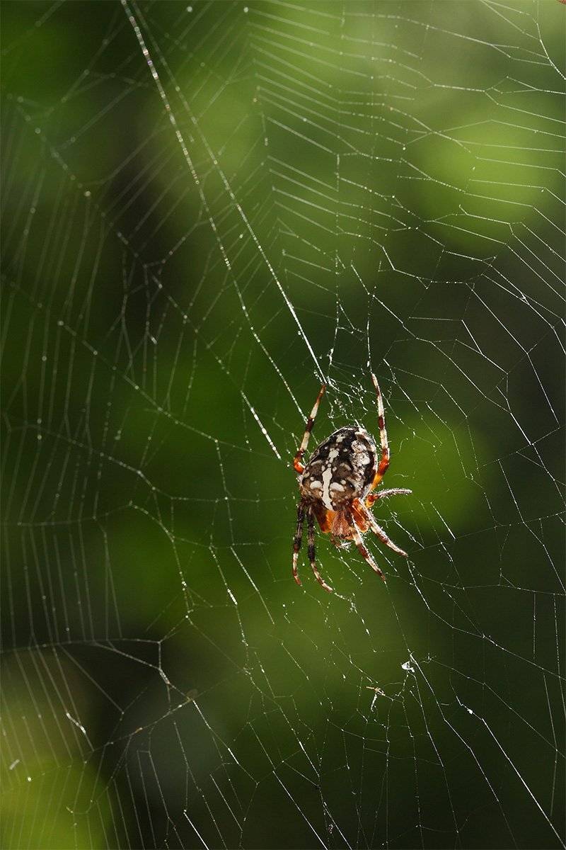 , Роман Рысь