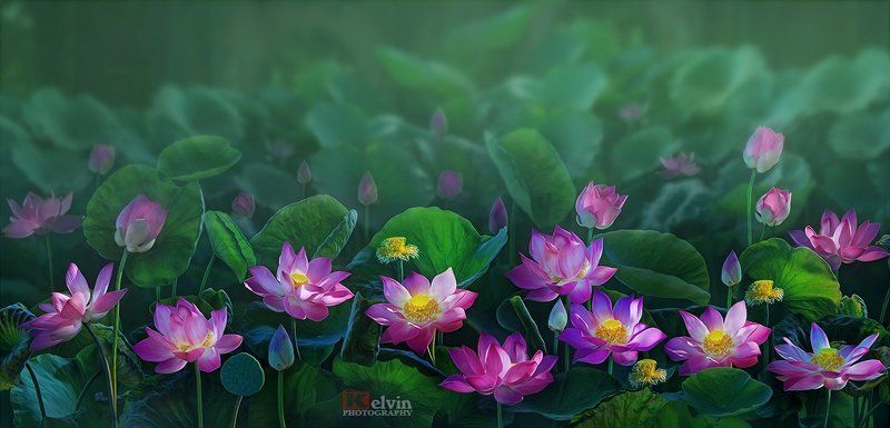 Sen Hồng фото превью