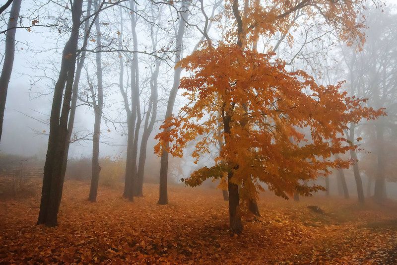 Глядя на осень фото превью