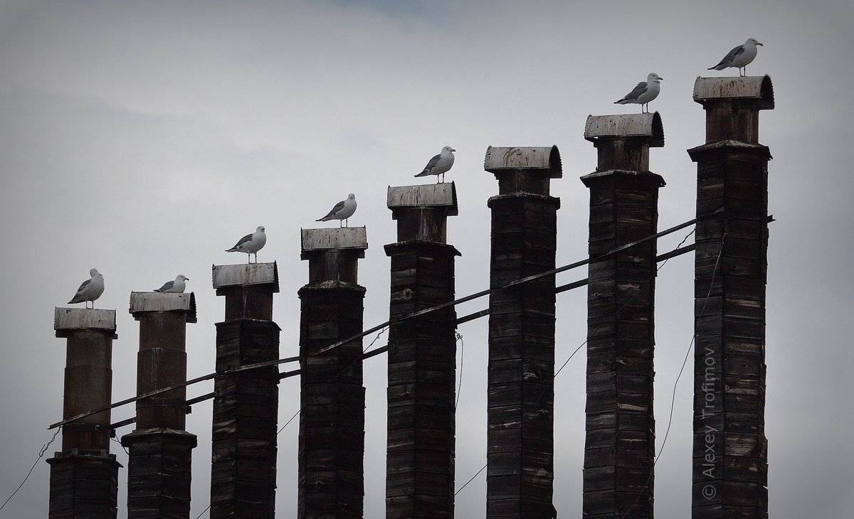 Чайка, Чайки, Алексей Трофимов