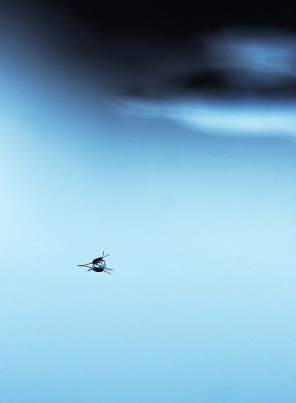 *** фото превью