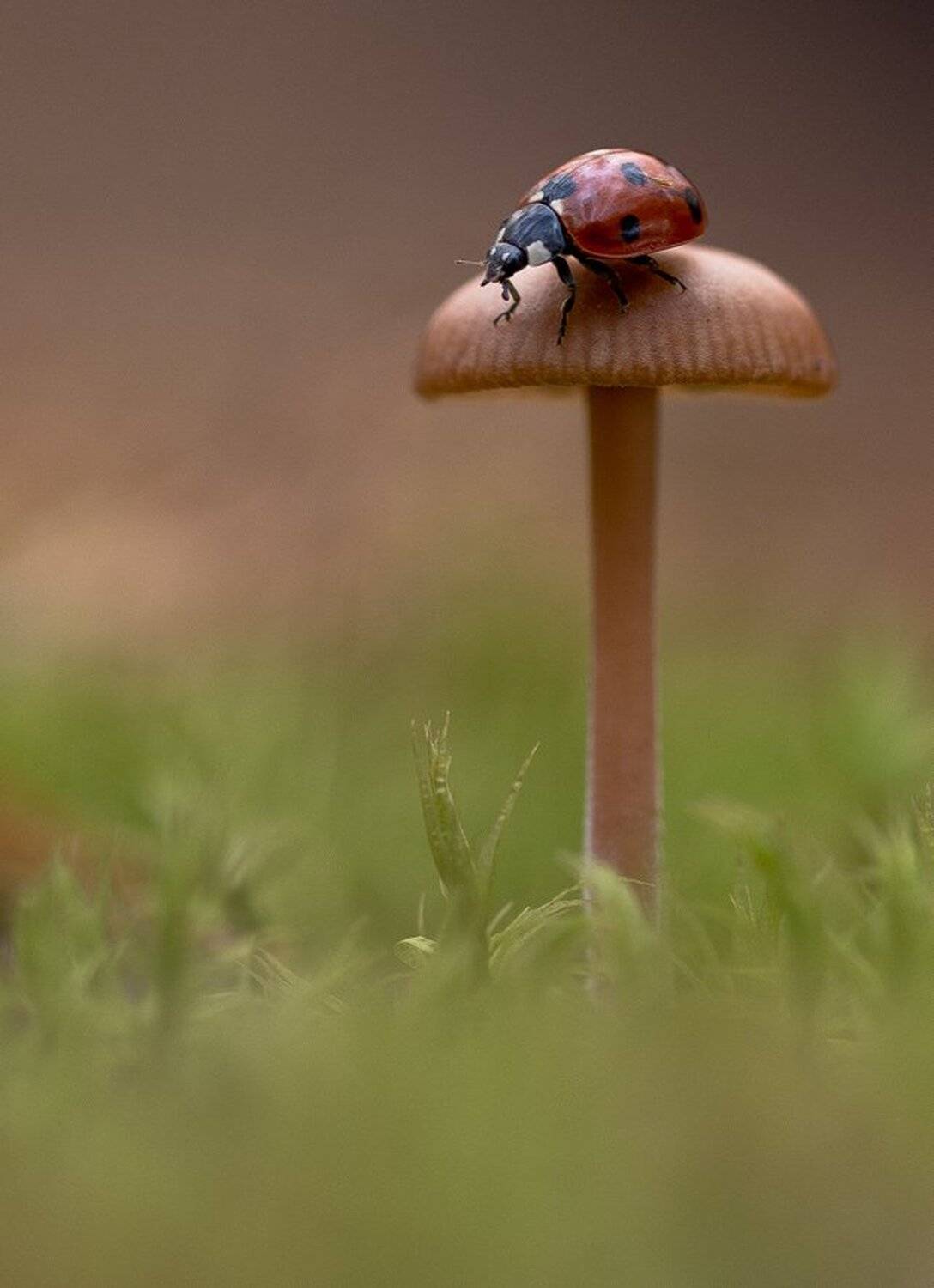 Божья коровка, Воронеж, Геннадий мещеряков, Гриб, Жук, Зелёное, Красное, Макро, Мох, Свет, Геннадий Мещеряков