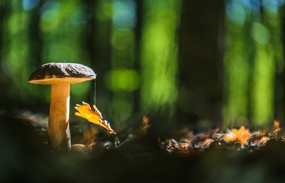 , Вячеслав Мищенко