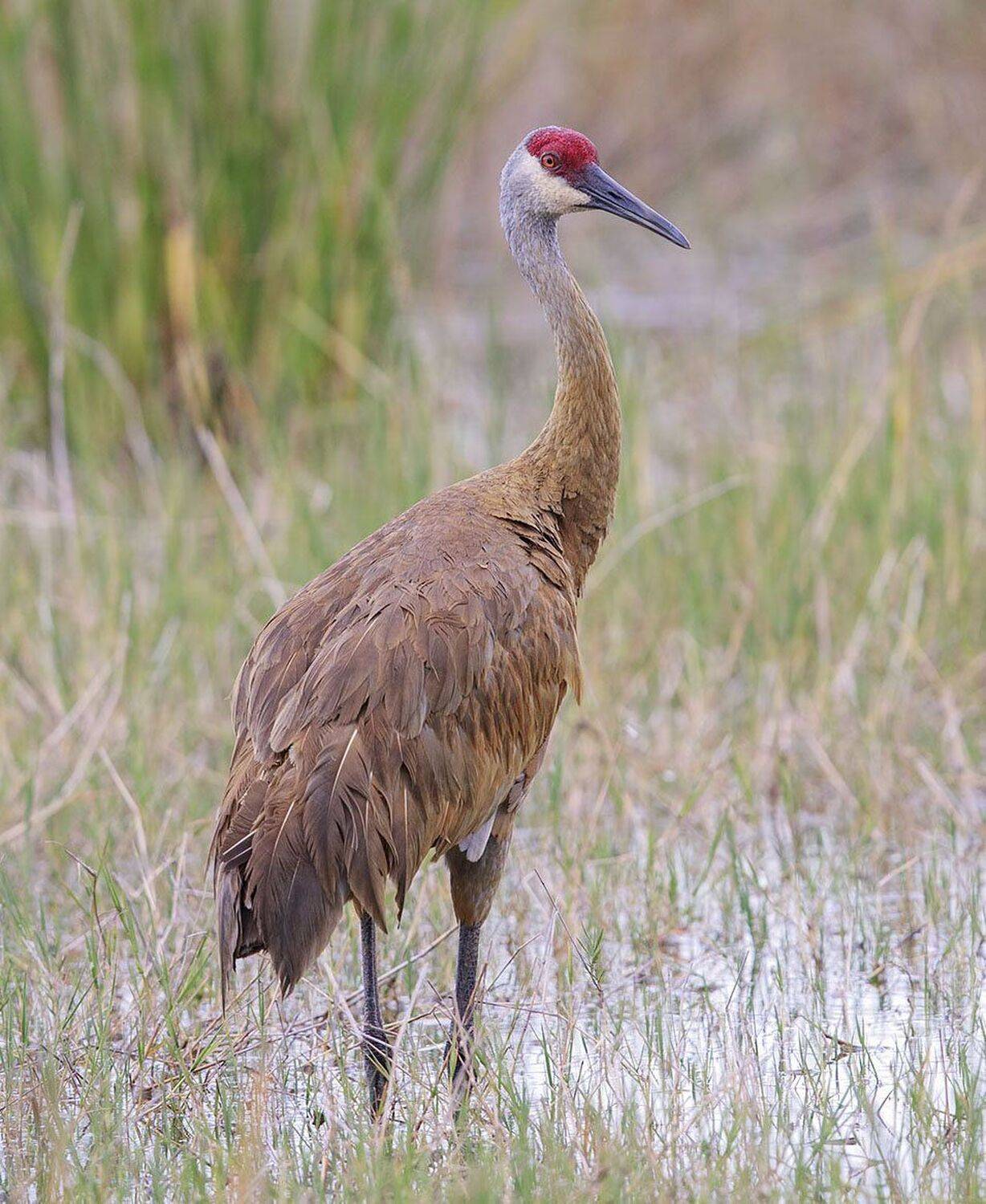 канадский журавль, sandhill crane, florida, флорида, Elizabeth Etkind