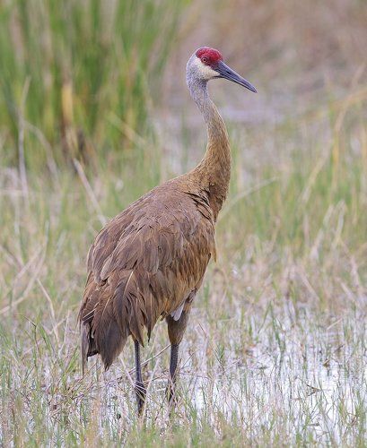 Канадский журавль - Sandhill Crane