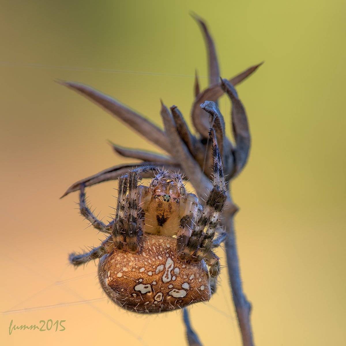 , Игорь ФУММ