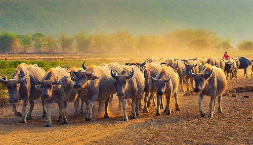 Shepherd Buffalo