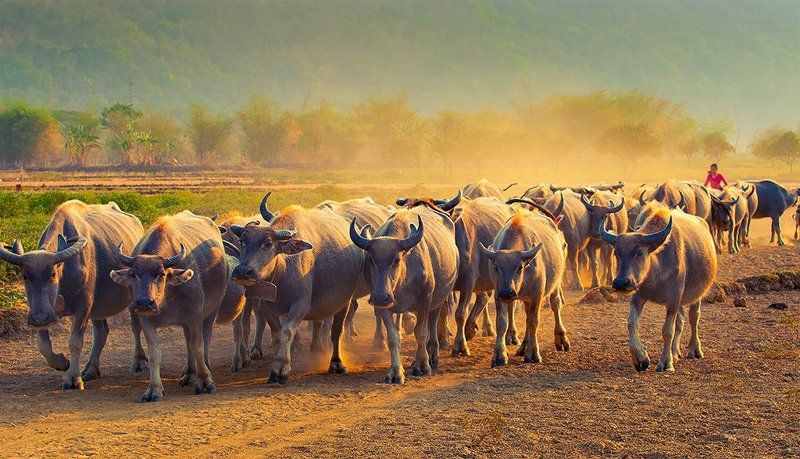 Animals, Buffalo, Indonesia, Travel, West Java Shepherd Buffalo фото превью