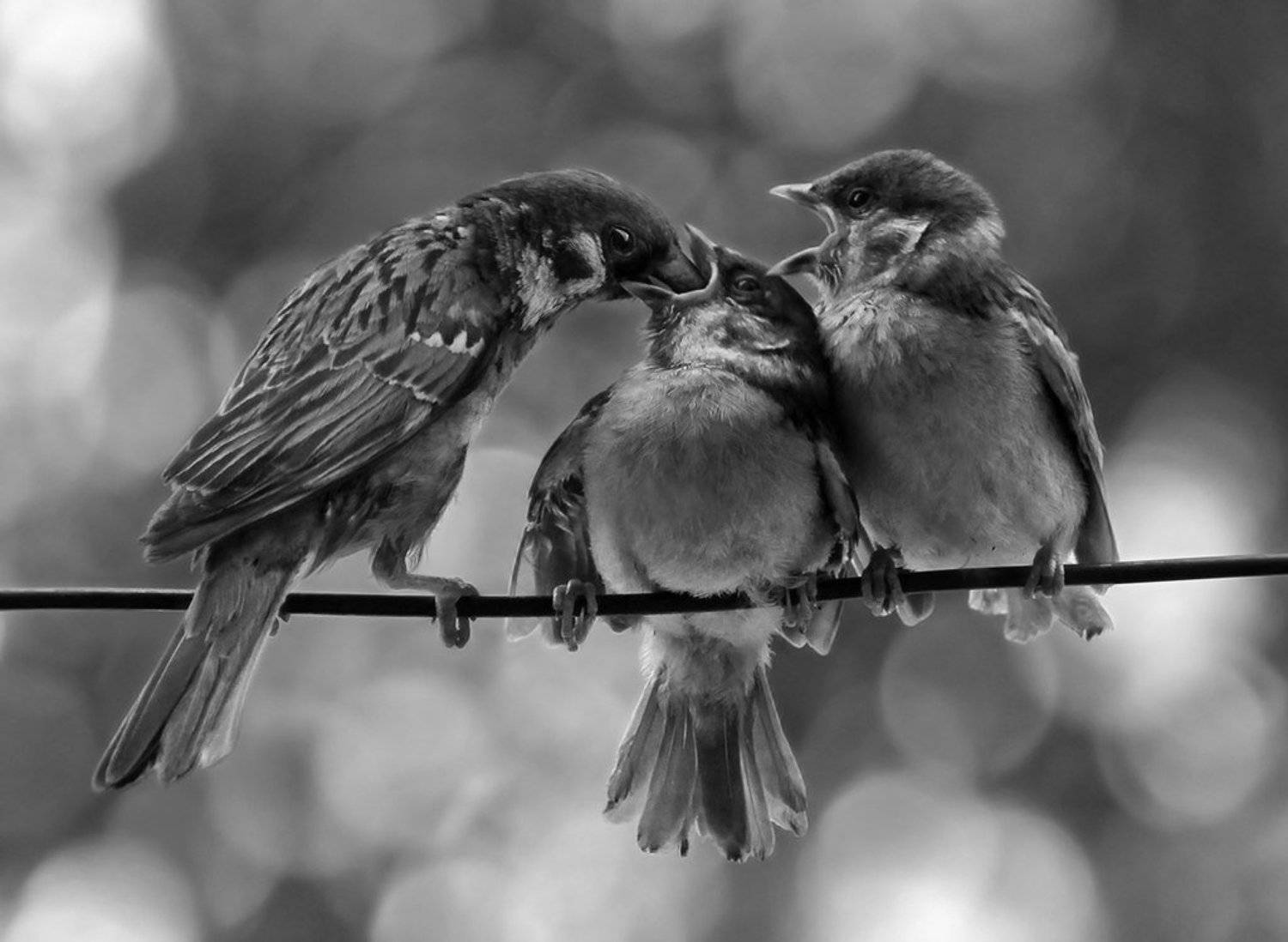 птицы, воробьи, животные, Рита Гадар