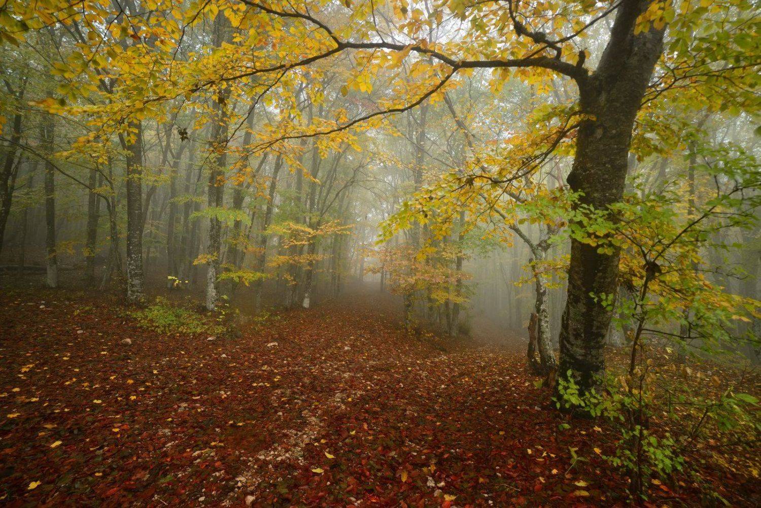 , Максим Евдокимов