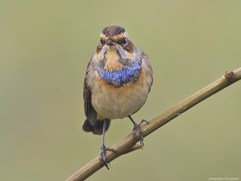 Варакушка Bluethroat. фото превью