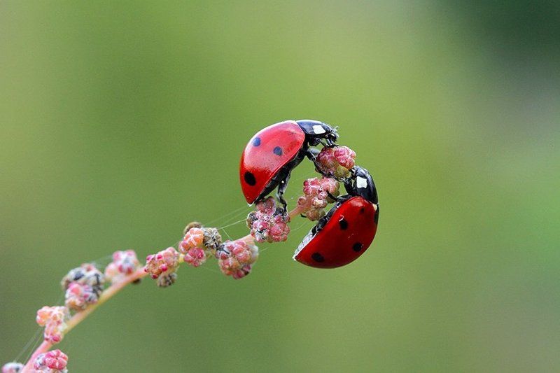 macro ladybug nature  love фото превью