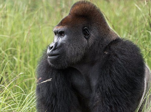 Lowland gorilla