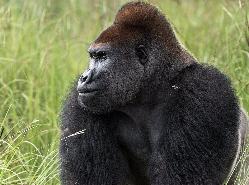 конго ,горилла , африка, Lowland gorilla фото превью