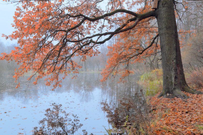 листва, осень, туман Осенняя тишина фото превью